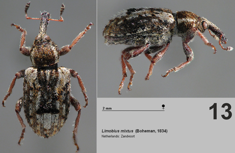 Limobius mixtus