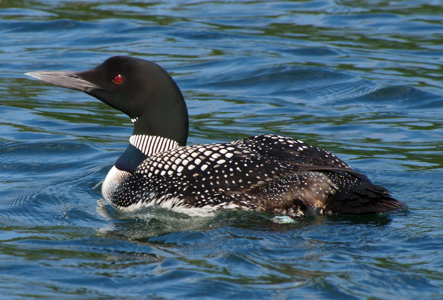 Plongeon imbrin