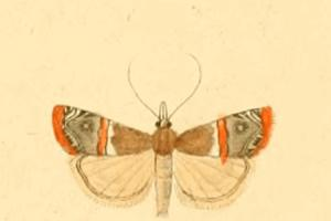 Crambus de Rambur