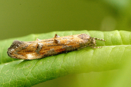 Mompha idaei