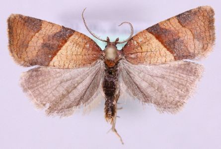 Philedone gerningana