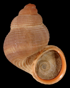 Élégante des calanques