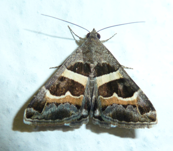 Noctuelle de la Corroyère (La)