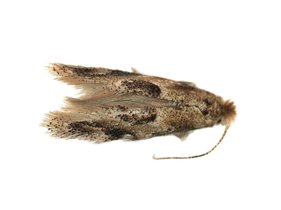 Bucculatrix ulmifoliae