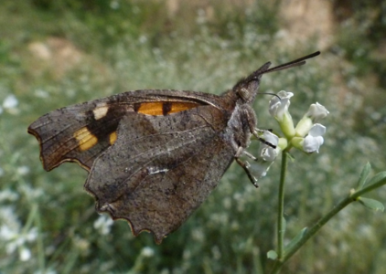 Échancré (L')