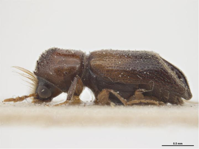 Scobicia chevrieri