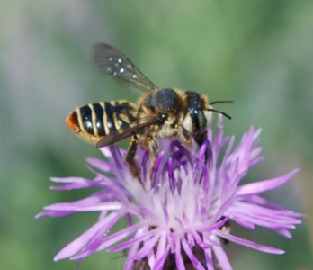 Lithurgus chrysurus