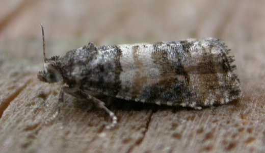 Piniphila bifasciana