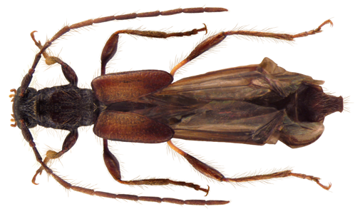 Glaphyra umbellatarum