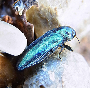 Agrilus cyanescens