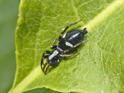 Aphantaulax trifasciata