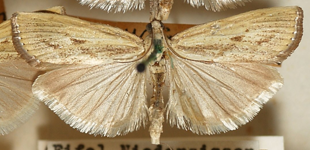 Crambus souillé