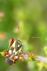 Polymerus unifasciatus