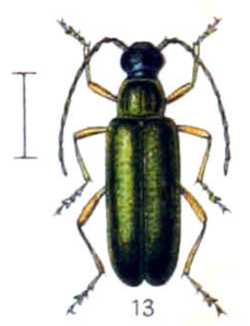 Lepturette suédoise