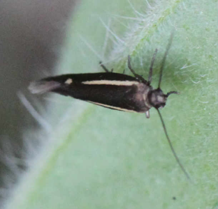 Scythris knochella