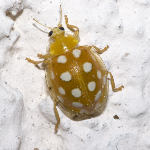 Grande coccinelle orange
