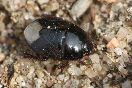 Microporus nigrita