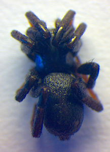 Drassyllus lutetianus
