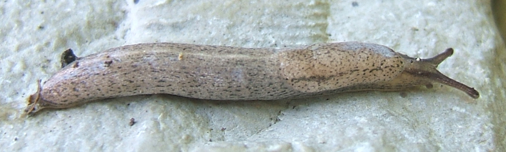 Pseudolimace chagrinée