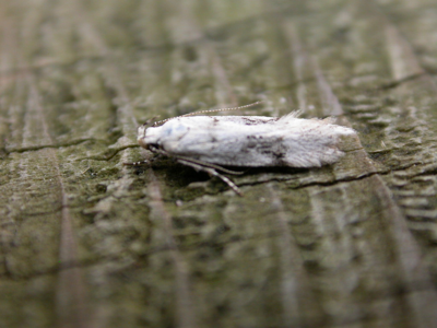 Stenolechia gemmella