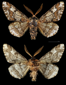 Biston marbré (Le)