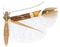 Cosmopterix pulchrimella