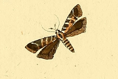 Aristotelia decurtella