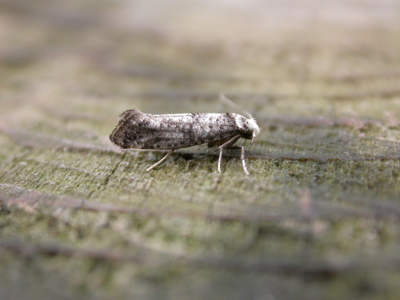 Paraswammerdamia nebulella