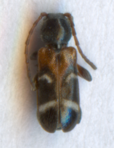 Calleux arlequin