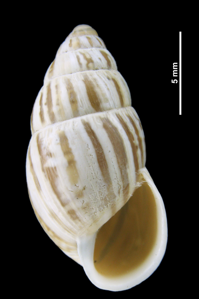 Bulime zébré