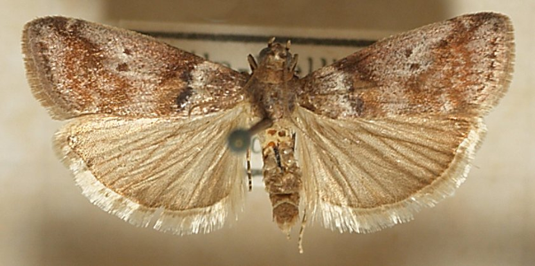 Phycide associée