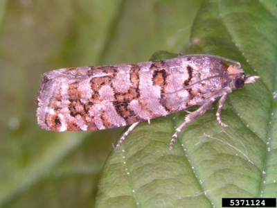 Gravitarmata margarotana