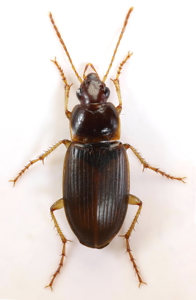 Calathus mollis