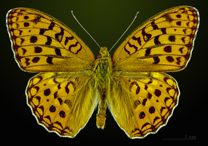 Moyen Nacré (Le)