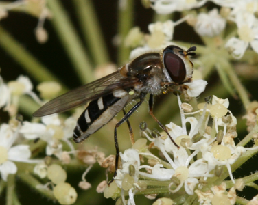 Melangyna umbellatarum