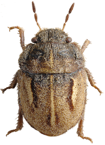 Odontoscelis lineola