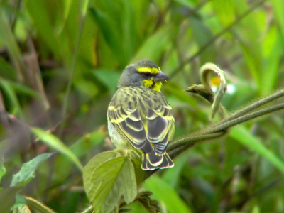 Serin du Mozambique