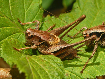 Decticelle cendrée
