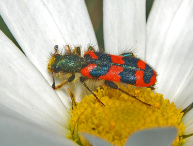 Clairon des abeilles solitaires