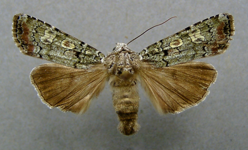 Noctuelle précoce (La)