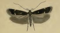 Aproaerema anthyllidella