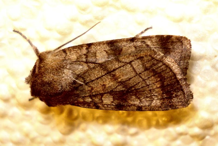 Noctuelle ombragée (La)