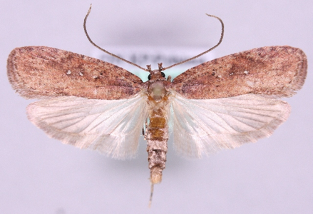 Agonopterix ciliella
