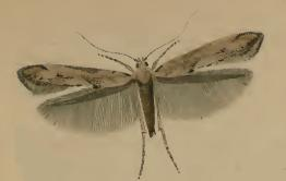 Epermenia aequidentella