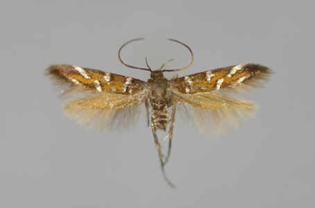 Pancalia schwarzella