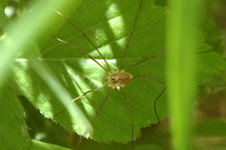 Rilaena triangularis