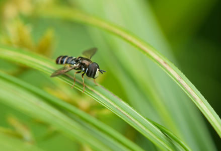Paragus pecchiolii