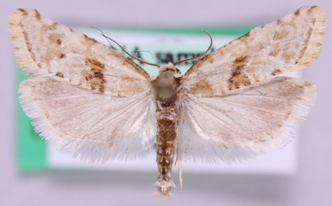 Cochylimorpha straminea