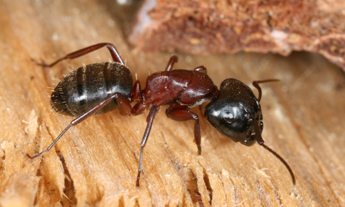 Fourmi ronge-bois