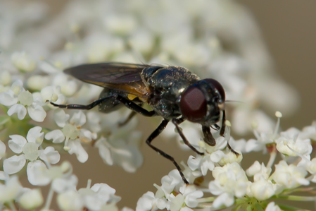 Cheilosia impressa